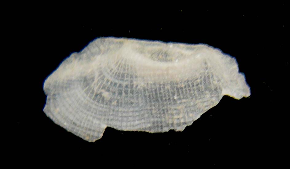 Bivalve??????????????????????????????????????????